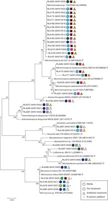 Exploring Actinobacteria Associated With Rhizosphere and Endosphere of the Native Alpine Medicinal Plant Leontopodium nivale Subspecies alpinum